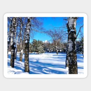 Scenery at the Sormovsky Park in Nizhny Novgorod with birches, trunks, coniferous trees, snow Sticker